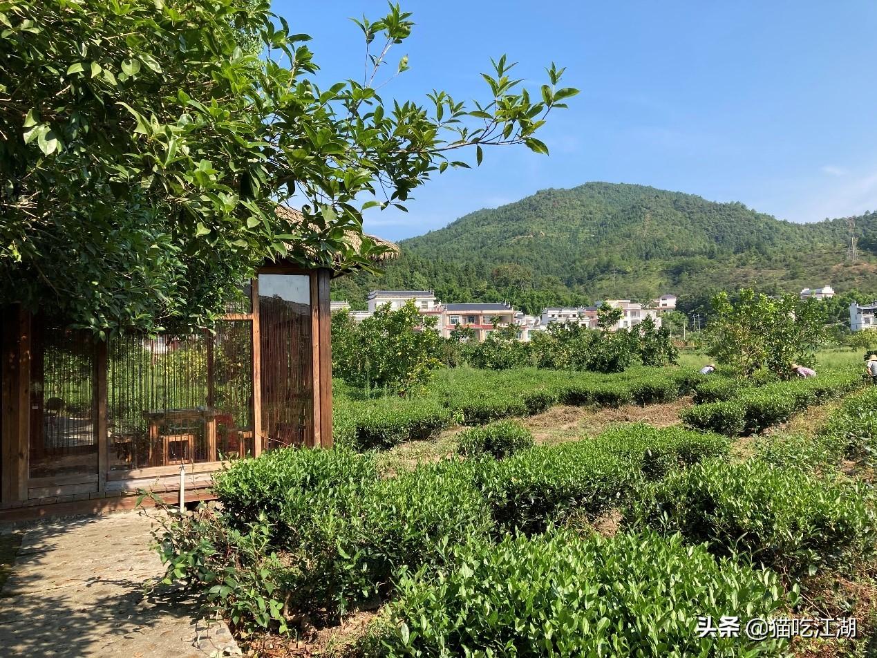 江西攻略白鹭旅游村_江西白鹭湖景区_江西白鹭村旅游攻略