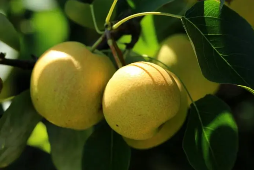 岫岩清凉山旅游攻略-岫岩的山(图27) 岫岩清凉山旅游攻略_清凉山岫岩_岫岩的山