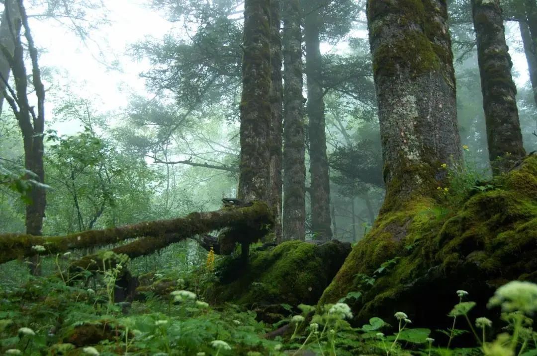 恩施到神农架旅游攻略-恩施神农架自驾(图29) 恩施神农架自驾_恩施到神农架旅游攻略_神农架恩施自驾游攻略