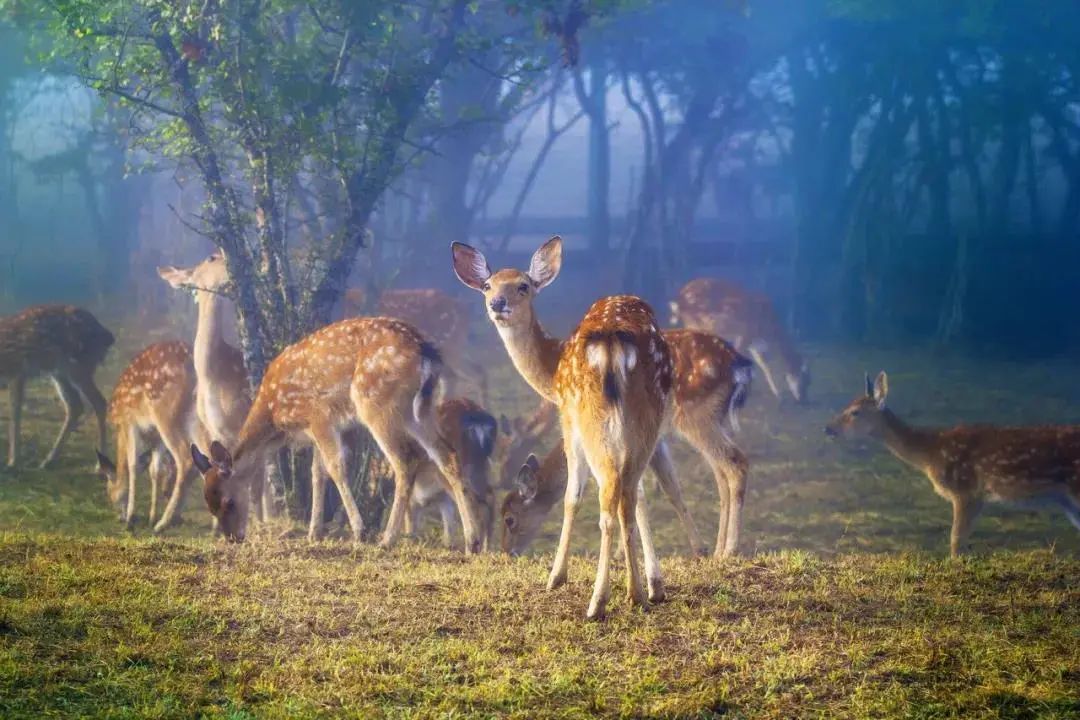恩施到神农架旅游攻略-恩施神农架自驾(图31) 神农架恩施自驾游攻略_恩施到神农架旅游攻略_恩施神农架自驾