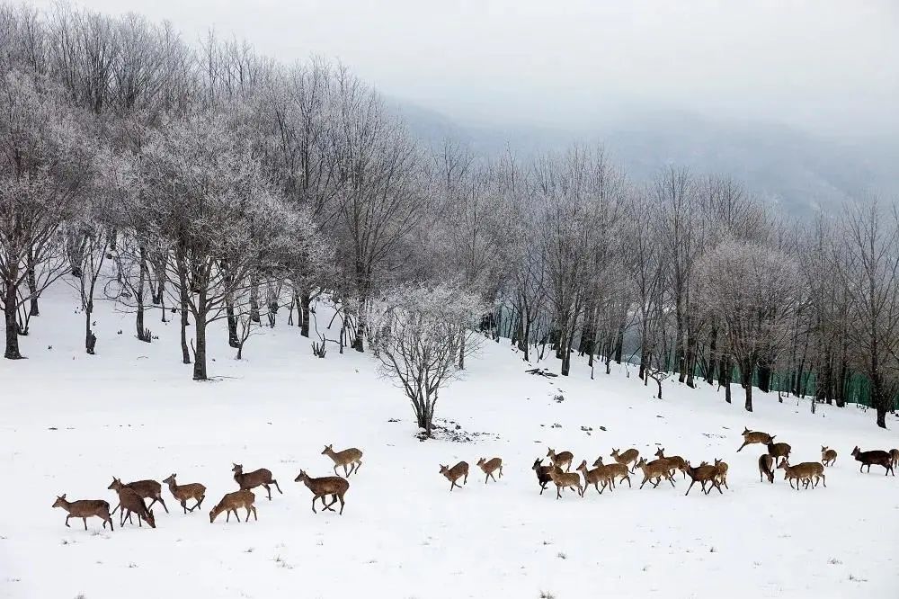 恩施到神农架旅游攻略-恩施神农架自驾(图35) 神农架恩施自驾游攻略_恩施到神农架旅游攻略_恩施神农架自驾