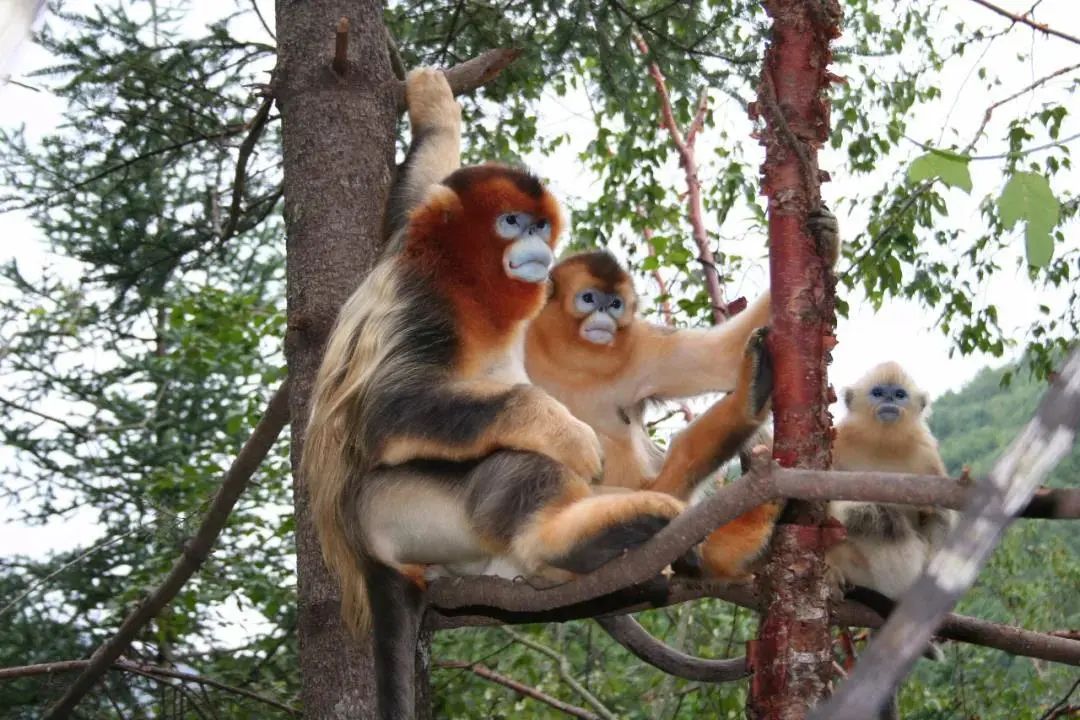恩施到神农架旅游攻略-恩施神农架自驾(图36) 恩施到神农架旅游攻略_恩施神农架自驾_神农架恩施自驾游攻略