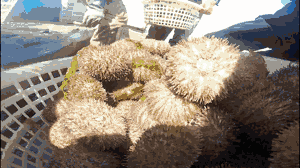 绿江村旅游攻略_绿江村自驾游旅游攻略_绿江村旅游资源