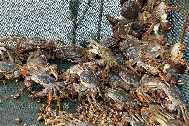 昆山阳澄湖旅游攻略_昆山阳澄湖游玩攻略_昆山阳澄湖旅游度假区
