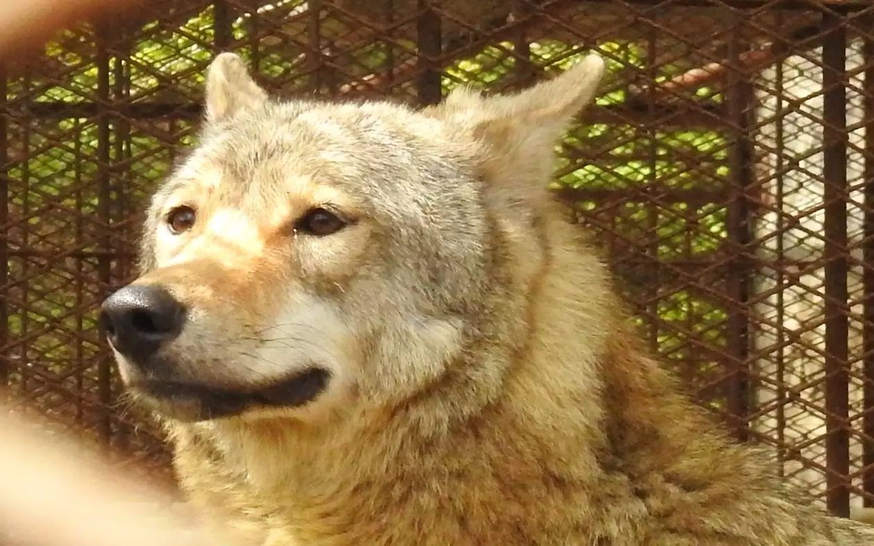 自助丹东凤凰山旅游攻略-丹东凤凰山自驾游攻略(图19) 自助丹东凤凰山旅游攻略_丹东凤凰山自驾游攻略_丹东凤凰山附近有什么吃的