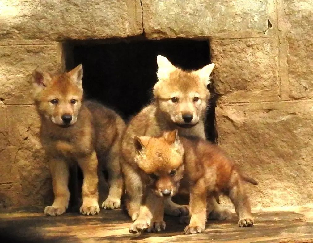 自助丹东凤凰山旅游攻略-丹东凤凰山自驾游攻略(图20) 自助丹东凤凰山旅游攻略_丹东凤凰山自驾游攻略_丹东凤凰山附近有什么吃的