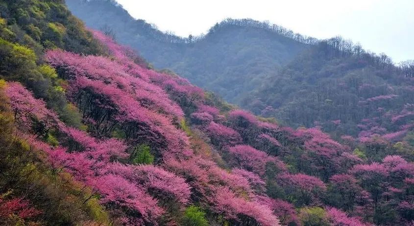 白鹿森林公园旅游攻略_白鹿国家森林公园_白鹿森林公园好玩不