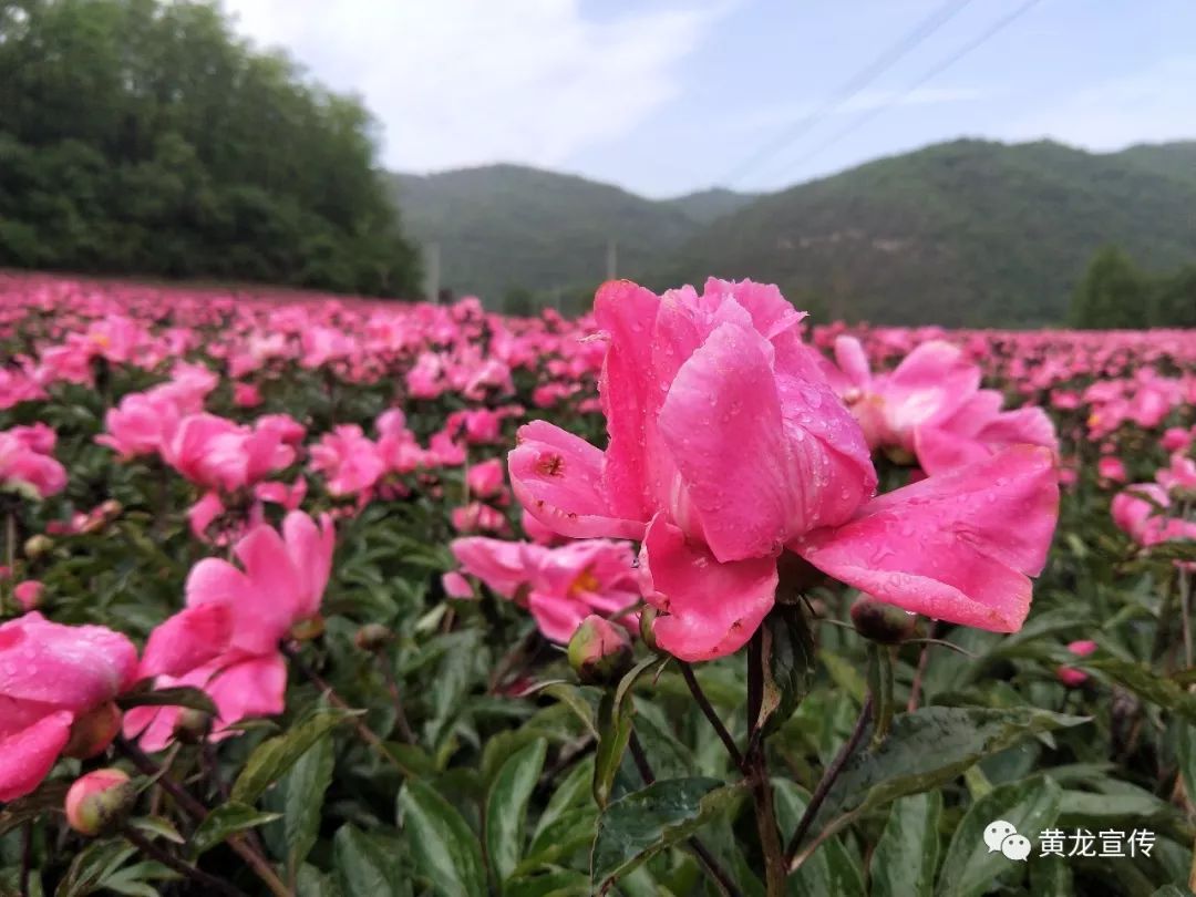 黄龙攻略景区旅游路线_黄龙景区旅游攻略_黄龙旅游攻略自助游