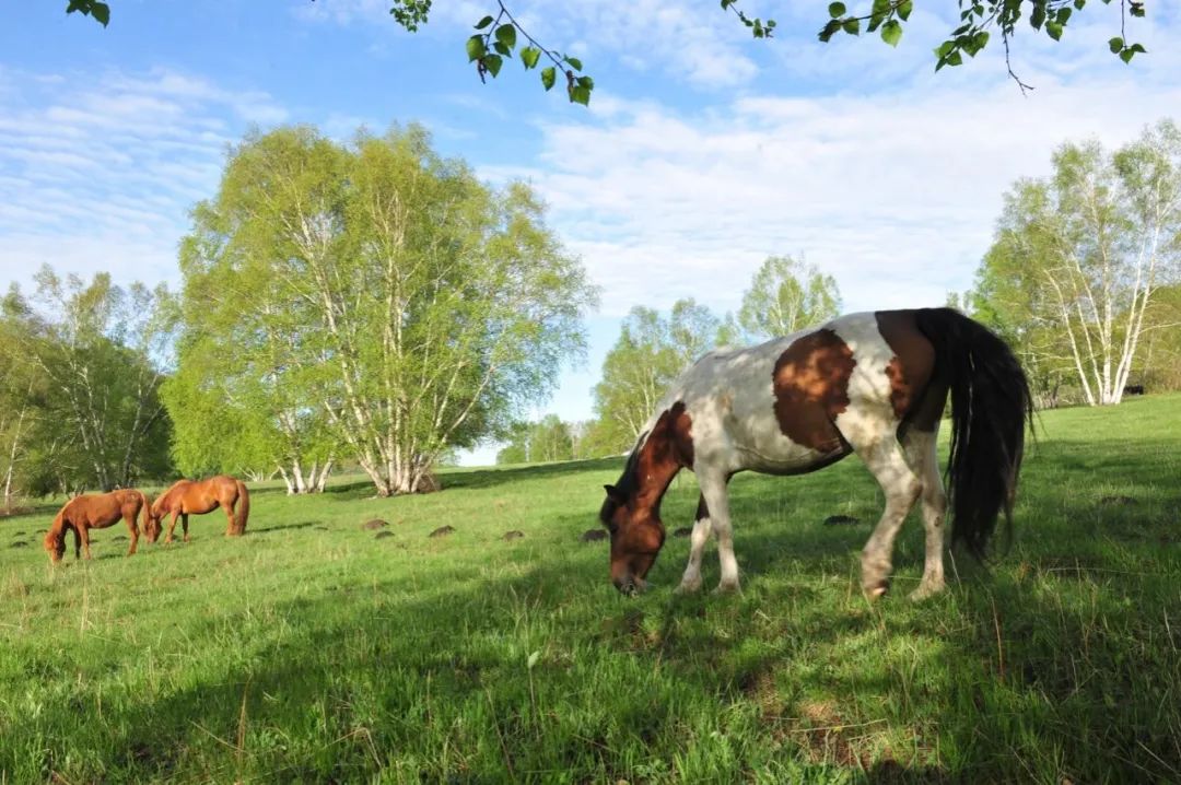 木兰围场旅游攻略2024-木兰围场旅游攻略两日游(图31) 木兰围场旅游攻略两日游_木兰攻略旅游围场2024_木兰围场旅游攻略2024