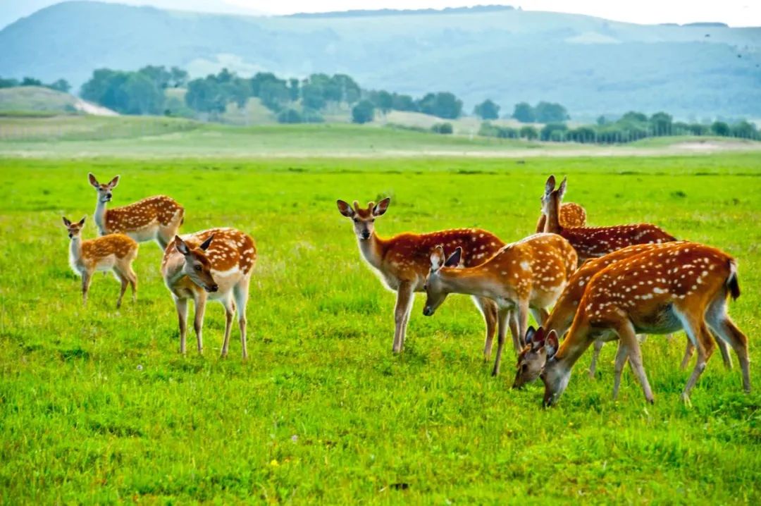 木兰围场旅游攻略2024-木兰围场旅游攻略两日游(图38) 木兰围场旅游攻略两日游_木兰攻略旅游围场2024_木兰围场旅游攻略2024