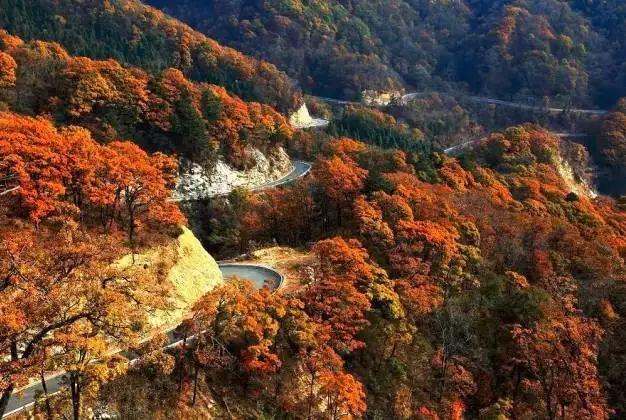 上海天目山_上海到西天目山旅游攻略_天目山攻略西天目山