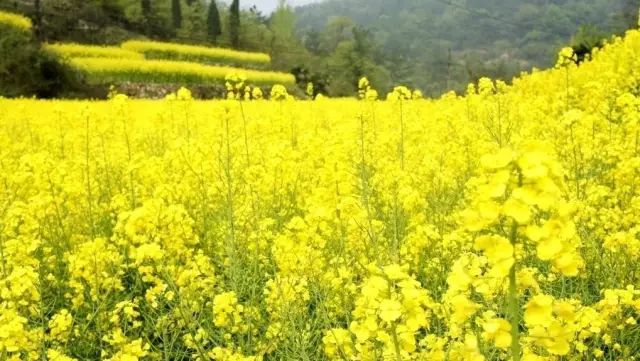 石家庄棋盘山风景区_石家庄 棋盘山旅游攻略_石家庄棋盘山旅游景点攻略