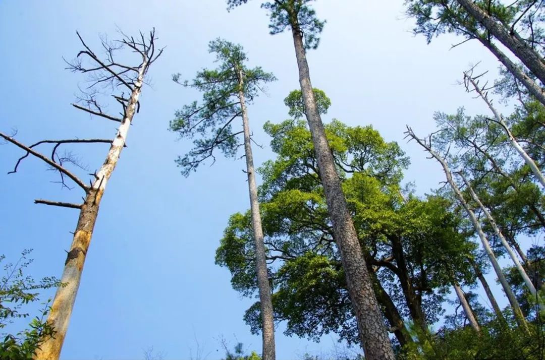 遂昌九龙山海拔多少米_遂昌九龙山旅游攻略_遂昌九龙山自然保护区