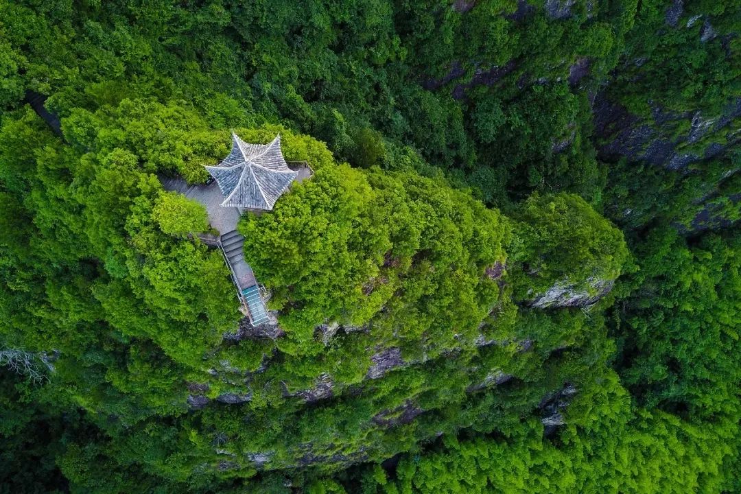 遂昌九龙山海拔多少米_遂昌九龙山旅游攻略_遂昌九龙山风景区攻略