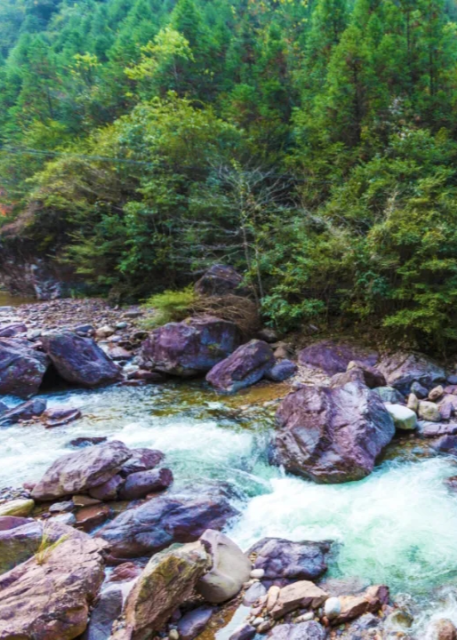 遂昌九龙山风景区攻略_遂昌九龙山海拔多少米_遂昌九龙山旅游攻略