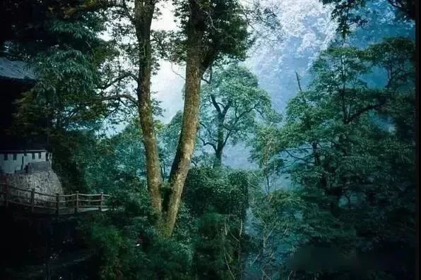 峨眉山自然猴区旅游攻略_峨眉山生态猴区路线_峨眉山猴在哪