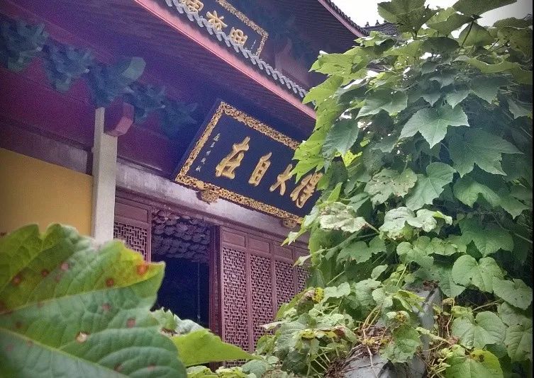 西溪湿地景观_西溪湿地视频_西溪湿地的旅游攻略