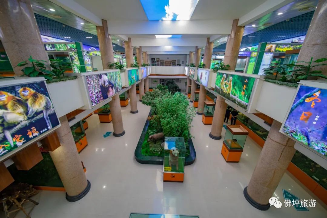 佛坪熊猫谷旅游攻略_佛坪熊猫谷一般玩几个小时_佛坪的熊猫谷玩需要多长时间
