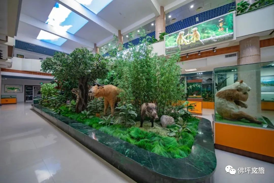 佛坪熊猫谷旅游攻略_佛坪的熊猫谷玩需要多长时间_佛坪熊猫谷一般玩几个小时