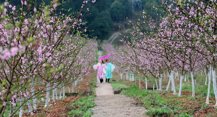 缙云山旅游攻略_缙云山旅游攻略_缙云山旅游攻略