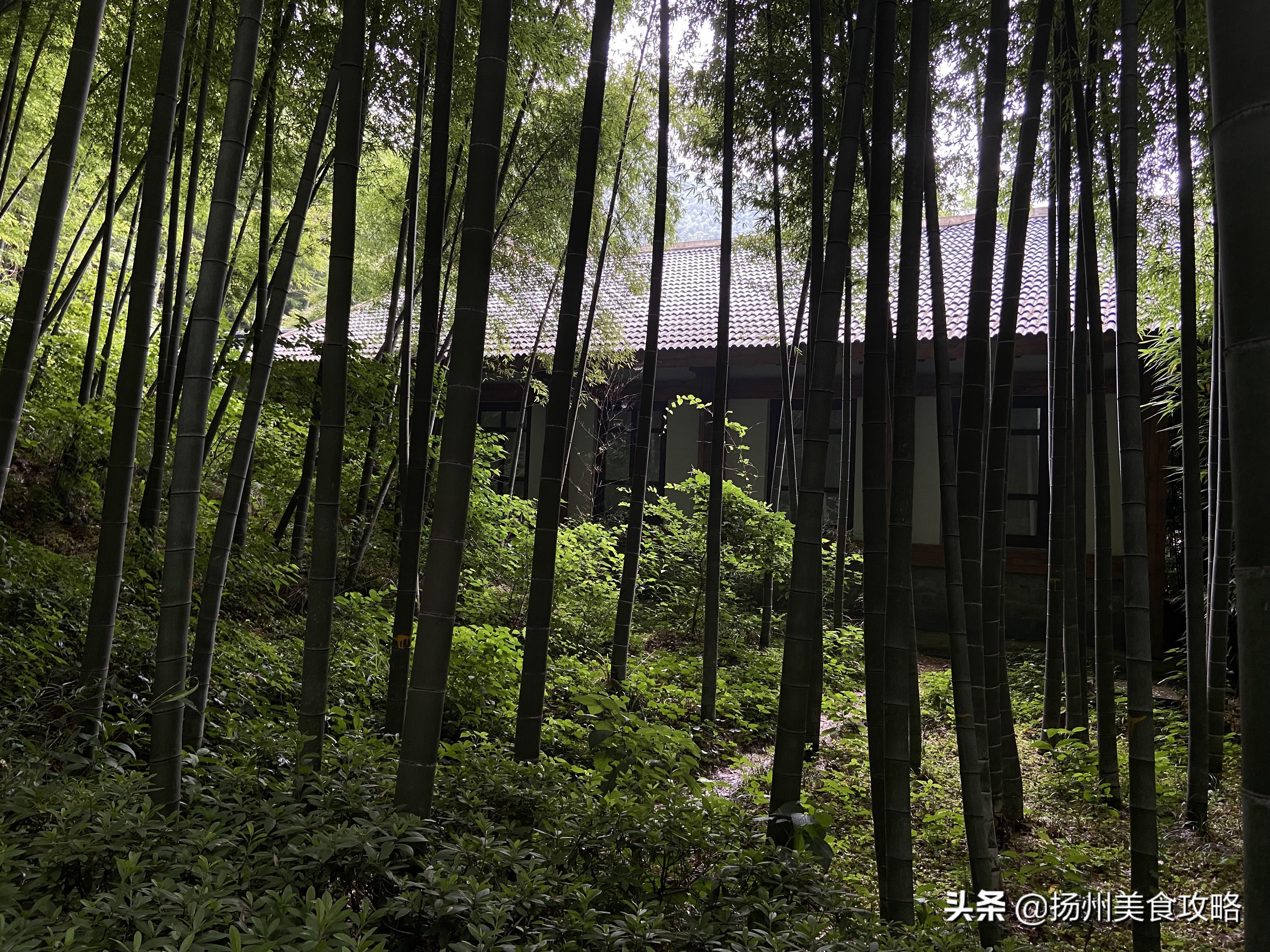 天目湖南山竹海旅游攻略_南山攻略旅游竹海天目湖路线_南山竹海天目湖
