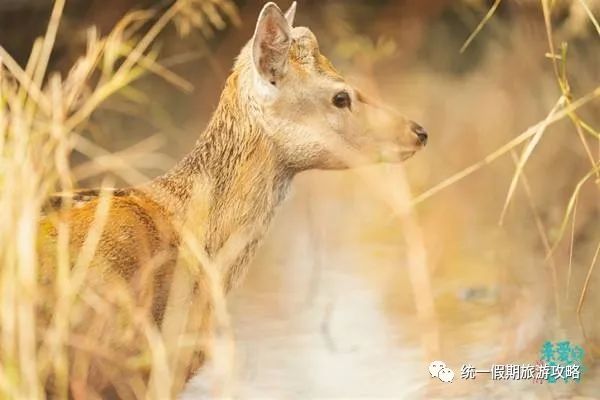 亚布力风景区_亚布力旅游度假区简介_亚布力夏季旅游攻略