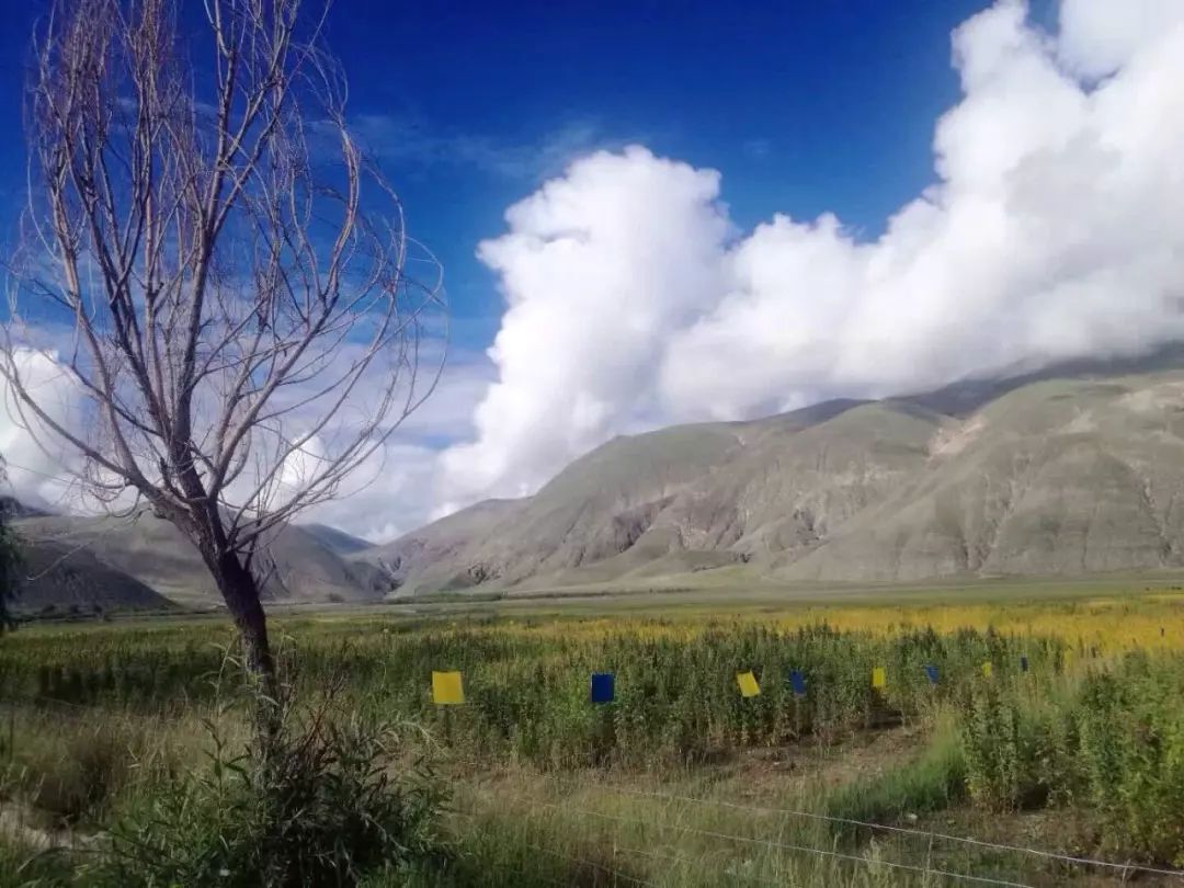 澜沧江大峡谷旅游攻略-澜沧江大峡谷国家公园(图11) 澜沧江大峡谷国家公园_澜沧江大峡谷旅游攻略_澜沧江大峡谷门票