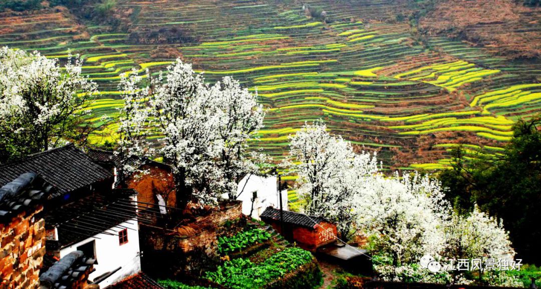 婺源西线旅游攻略-婺源西线最值得去的三个景点(图12) 婺源西线最值得去的三个景点_婺源西线旅游景点_婺源西线旅游攻略