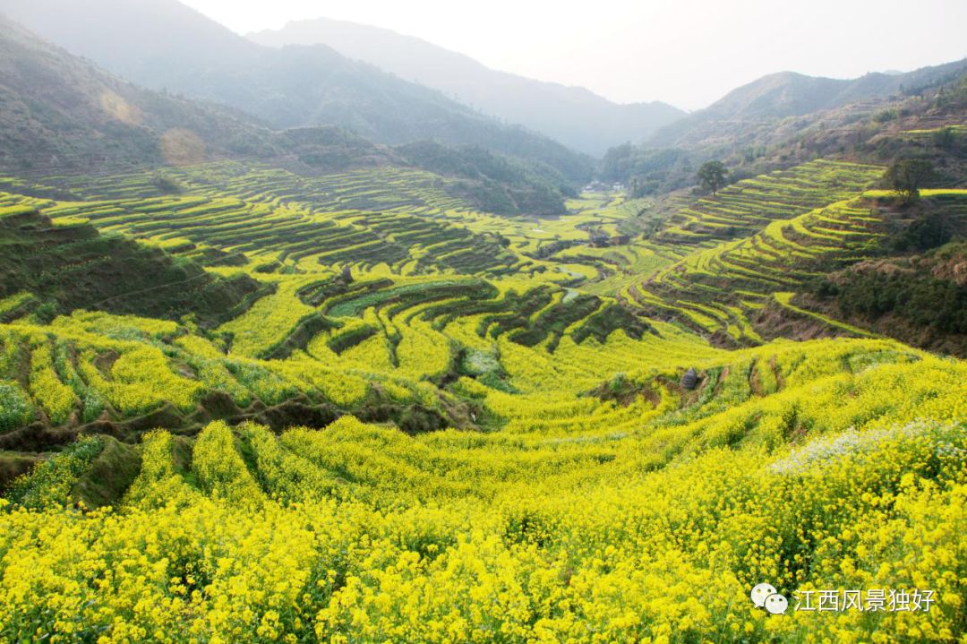 婺源西线旅游攻略-婺源西线最值得去的三个景点(图13) 婺源西线旅游景点_婺源西线最值得去的三个景点_婺源西线旅游攻略