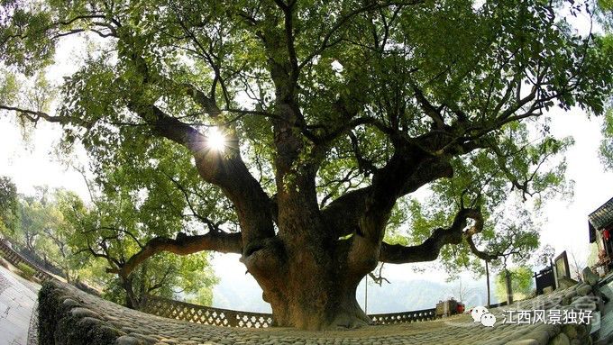 婺源西线旅游攻略-婺源西线最值得去的三个景点(图17) 婺源西线旅游攻略_婺源西线旅游景点_婺源西线最值得去的三个景点