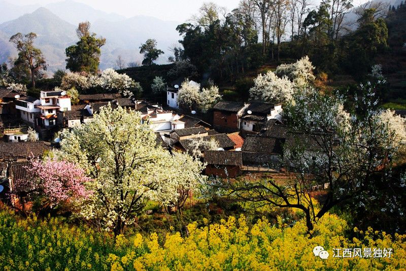 婺源西线旅游攻略-婺源西线最值得去的三个景点(图24) 婺源西线旅游景点_婺源西线旅游攻略_婺源西线最值得去的三个景点