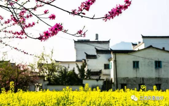 婺源西线旅游攻略-婺源西线最值得去的三个景点(图26) 婺源西线旅游景点_婺源西线最值得去的三个景点_婺源西线旅游攻略