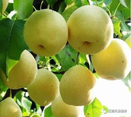 婺源西线旅游攻略-婺源西线最值得去的三个景点(图38) 婺源西线旅游景点_婺源西线最值得去的三个景点_婺源西线旅游攻略