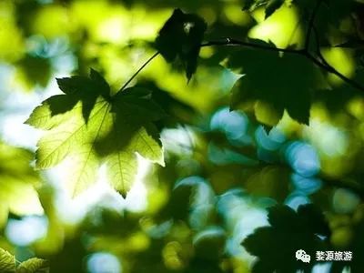 婺源西线旅游攻略-婺源西线旅游景点(图3) 婺源西线旅游景点_婺源西线旅游攻略_婺源西线最值得去的三个景点