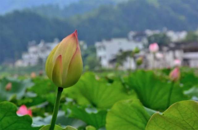 婺源西线旅游攻略-婺源西线旅游景点(图43) 婺源西线旅游攻略_婺源西线最值得去的三个景点_婺源西线旅游景点