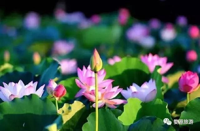 婺源西线旅游攻略-婺源西线旅游景点(图45) 婺源西线旅游攻略_婺源西线最值得去的三个景点_婺源西线旅游景点