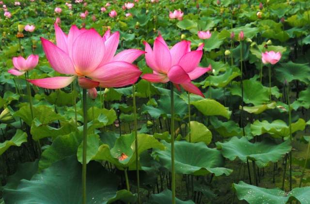 婺源西线旅游攻略-婺源西线旅游景点(图46) 婺源西线旅游景点_婺源西线最值得去的三个景点_婺源西线旅游攻略