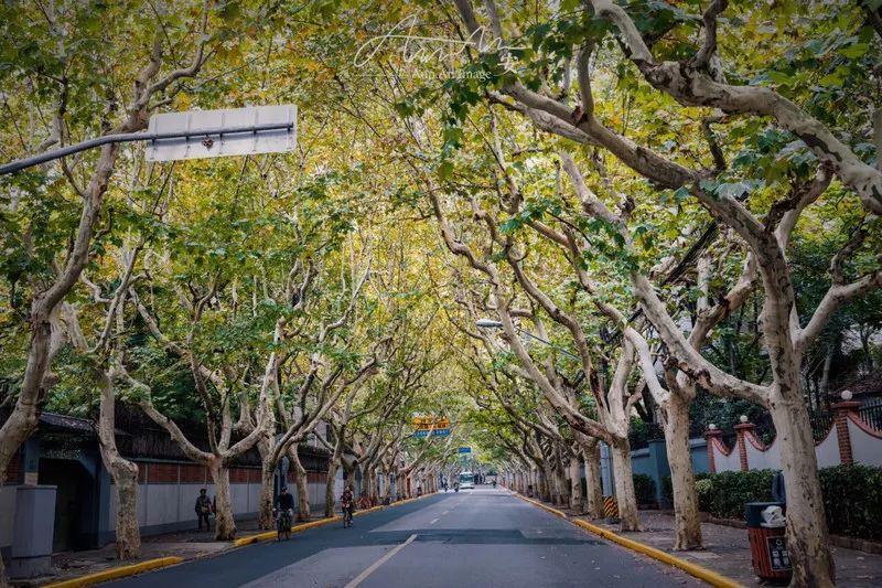 上海衡山路旅游攻略-上海衡山路休闲街景点介绍(图12) 上海衡山路旅游攻略_上海的衡山路在哪个区_上海衡山路休闲街景点介绍