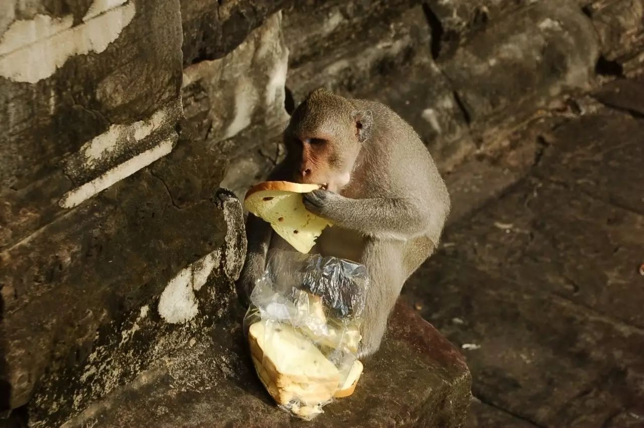 窝窝旅游哪款好_自驾窝窝旅行软件_旅游攻略app蚂蜂窝自由行手机版