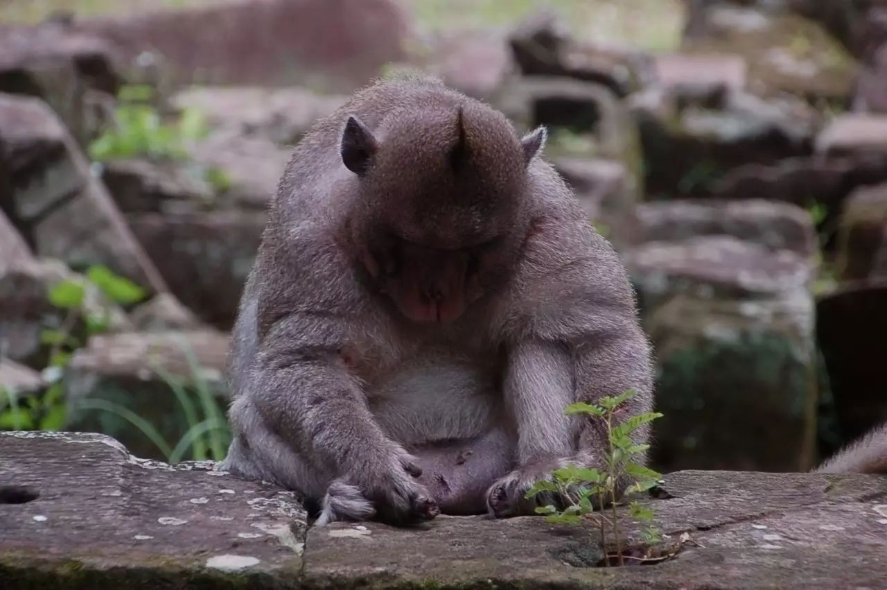 窝窝旅游哪款好_自驾窝窝旅行软件_旅游攻略app蚂蜂窝自由行手机版