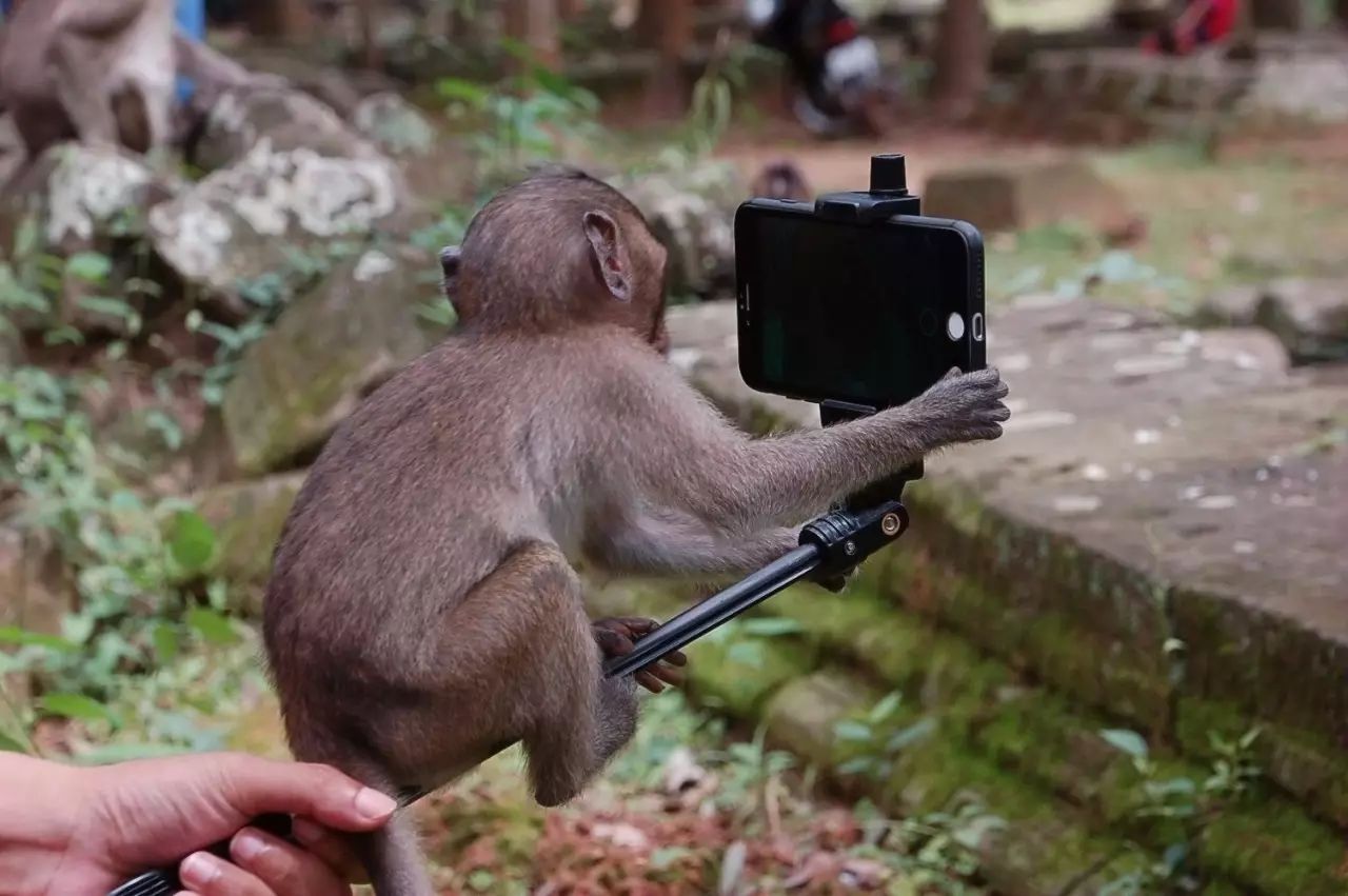 旅游攻略app蚂蜂窝自由行手机版_窝窝旅游哪款好_自驾窝窝旅行软件