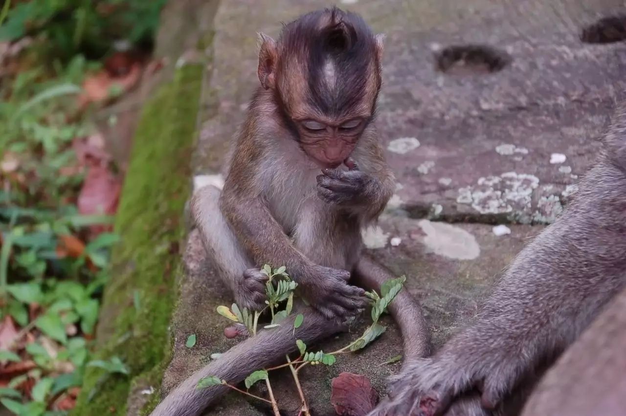 窝窝旅游哪款好_旅游攻略app蚂蜂窝自由行手机版_自驾窝窝旅行软件