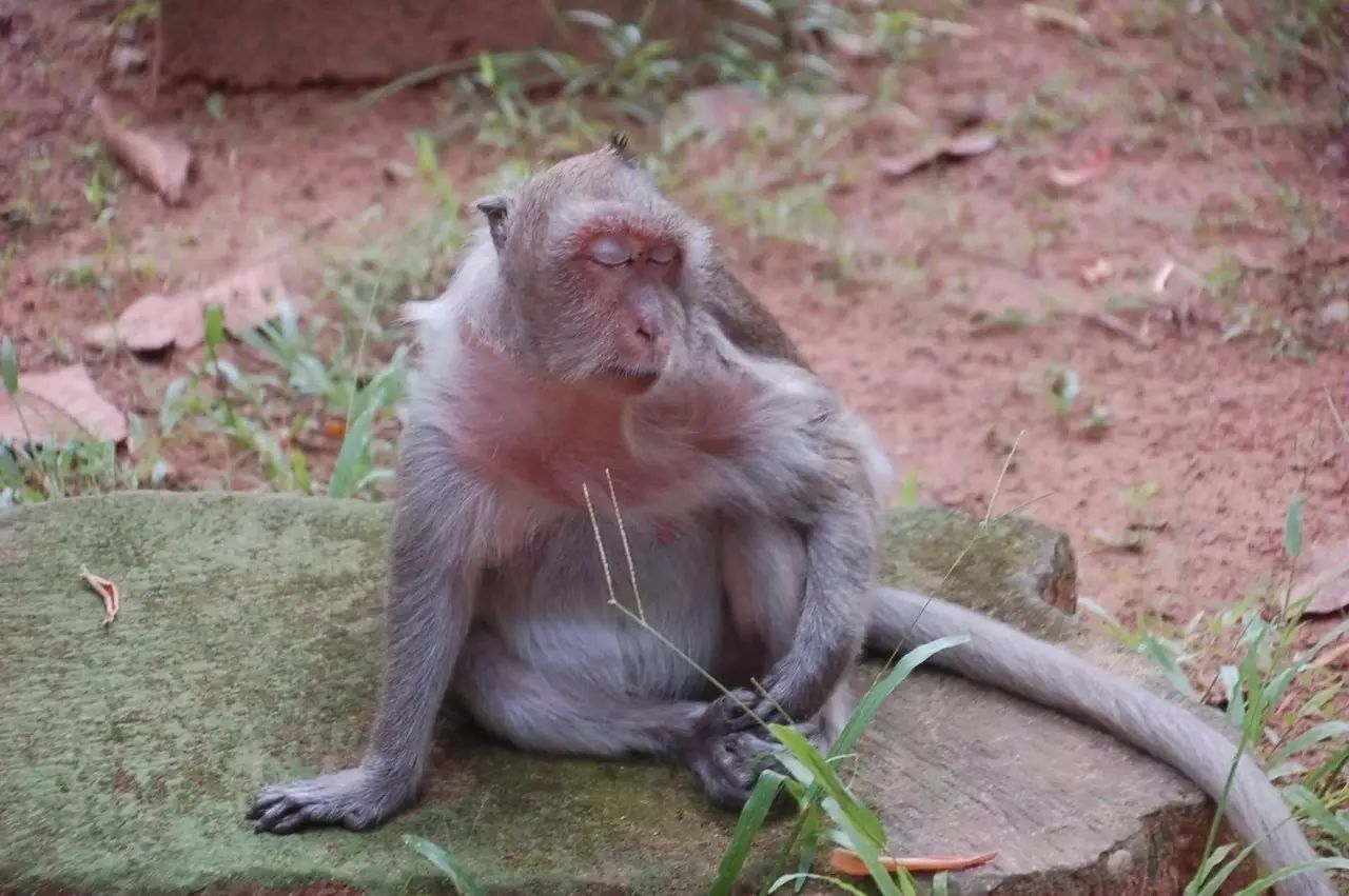 自驾窝窝旅行软件_窝窝旅游哪款好_旅游攻略app蚂蜂窝自由行手机版