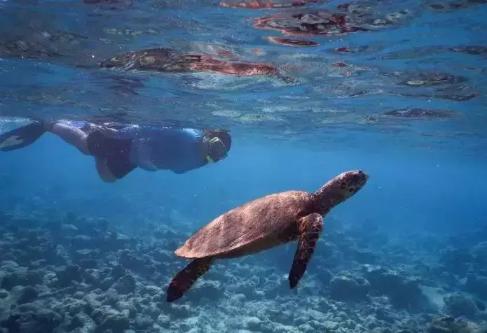 马尔代夫伊露岛旅游攻略-马尔代夫伊露薇莉岛(图11) 马尔代夫伊露岛旅游攻略_马尔代夫lv岛_马尔代夫伊露薇莉岛