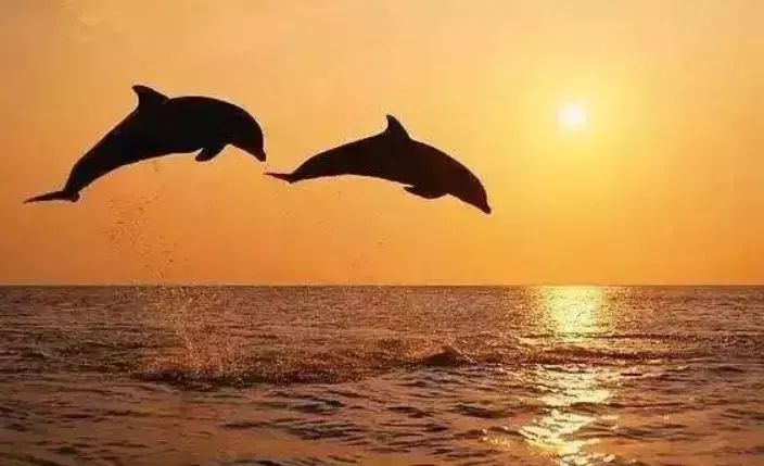 马尔代夫伊露岛旅游攻略-马尔代夫伊露薇莉岛(图19) 马尔代夫lv岛_马尔代夫伊露岛旅游攻略_马尔代夫伊露薇莉岛