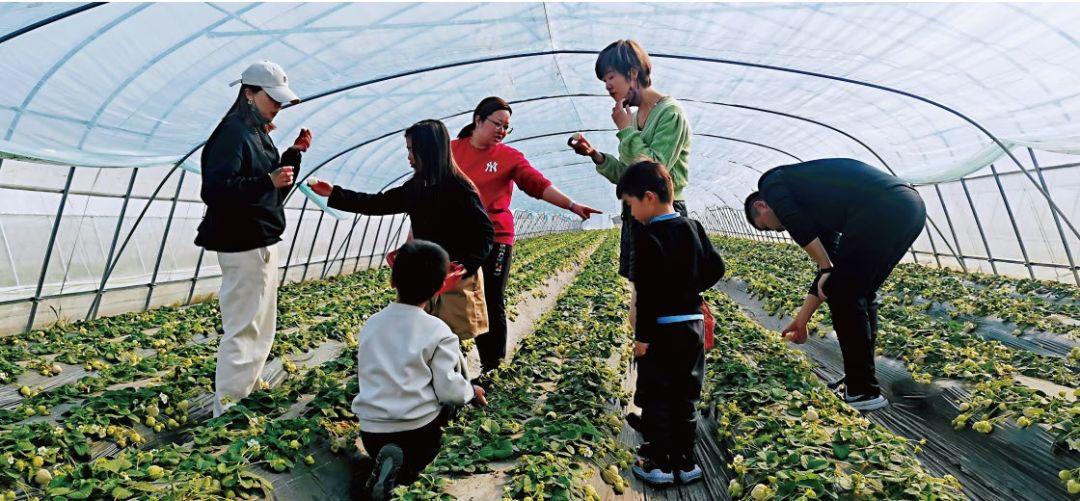 崇明岛旅游攻略住宿-上海崇明住宿(图13) 上海崇明住宿_崇明岛旅游攻略住宿_崇明岛旅馆多少钱