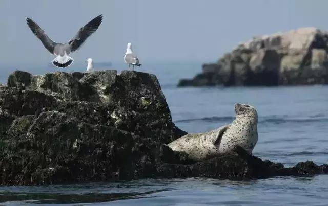 大连到蓬莱旅游攻略_蓬莱大连_大连蓬莱船票时刻表
