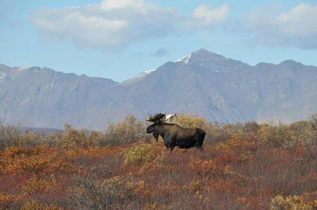 阿拉斯加旅游攻略-阿拉斯加旅游攻略十天(图4) 阿拉斯加旅游攻略_阿拉斯加旅游攻略十天_阿拉斯加旅行攻略