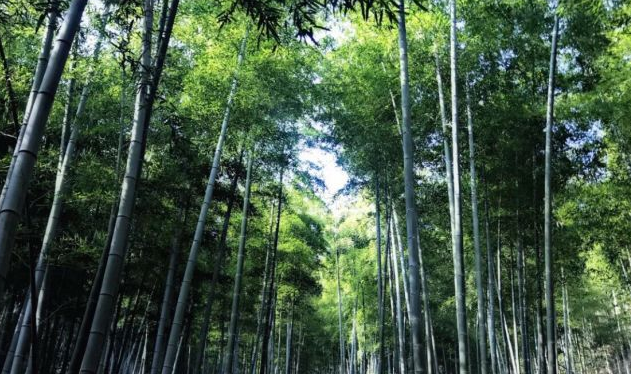 余杭山沟沟旅游攻略-余杭山沟沟自驾攻略(图5) 余杭山沟沟旅游攻略_杭州余杭山沟沟旅游攻略_余杭山沟沟自驾攻略