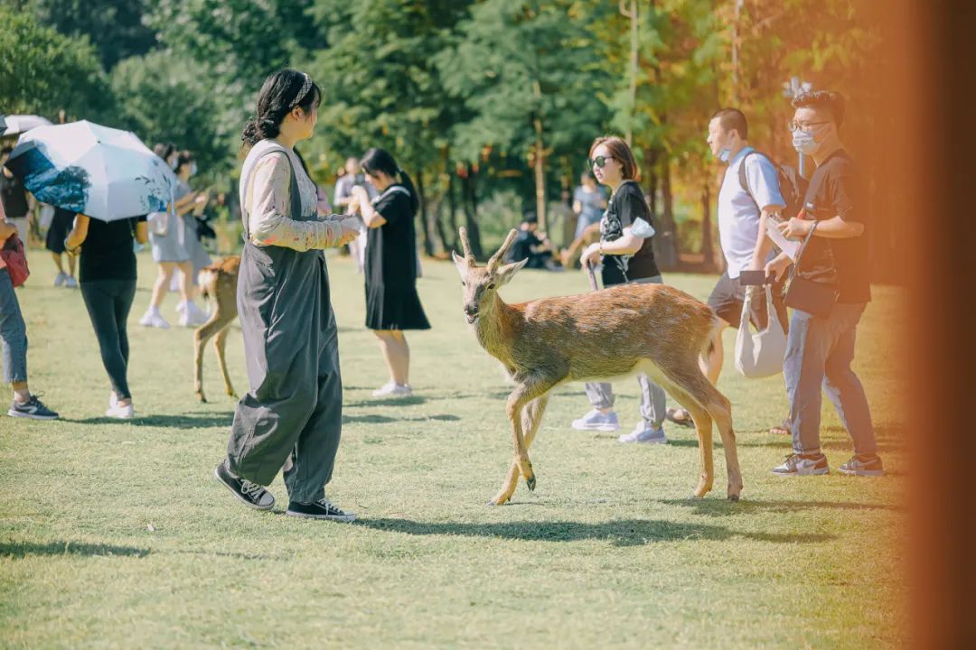 南京十一旅游攻略_“南京旅游攻略”_攻略南京旅游路线